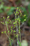 Arkansas beardtongue